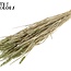 Sun-Bleached Wheat | Colour: Pearl Mint Green | Triticum Dried Flowers | Length ± 60 centimetres | Weight 220 grams | Per bunch