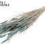 Sun-bleached Wheat | Colour: Pearl Light Blue | Triticum Dried Flowers | Length ± 60 centimetres | Weight 220 grams | Per bunch