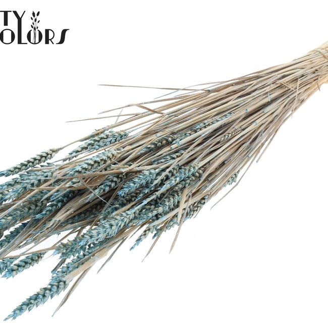 Sun-bleached Wheat | Colour: Pearl Light Blue | Triticum Dried Flowers | Length ± 60 centimetres | Weight 220 grams | Per bunch