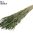 Sun-Bleached Wheat | Colour: Pearl Green | Triticum Dried Flowers | Length ± 60 centimetres | Weight 220 grams | Per bunch