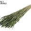 Sun-Bleached Wheat | Colour: Pearl Green | Triticum Dried Flowers | Length ± 60 centimetres | Weight 220 grams | Per bunch