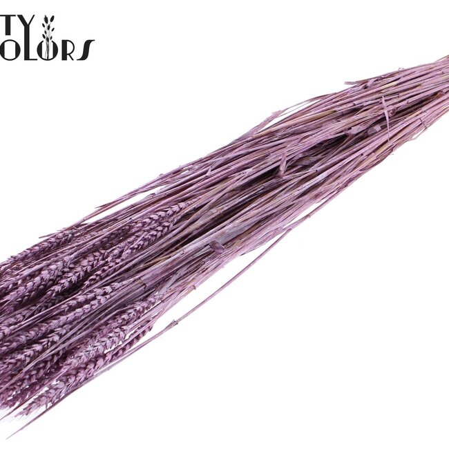 Sun-Bleached Wheat | Colour: Metallic Pink | Triticum Dried Flowers | Length ± 60 centimetres | Weight 220 grams | Per bunch