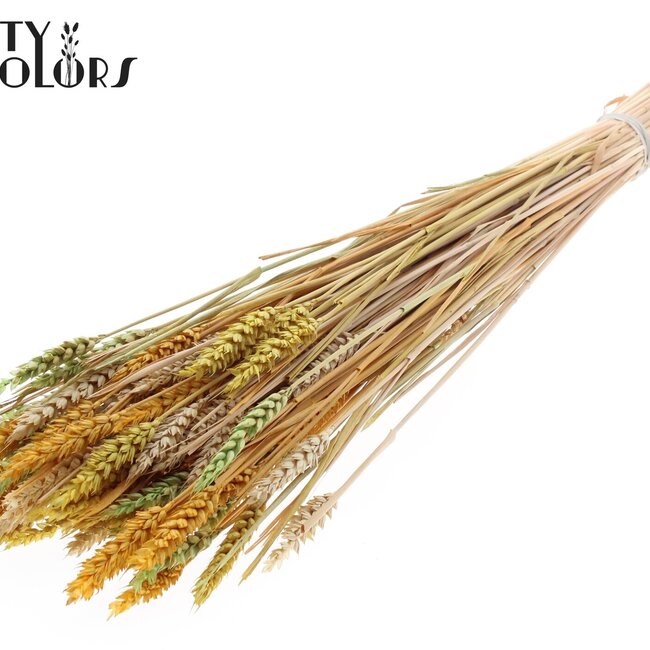 Sun-Bleached Wheat | Summer Mix | Colour: Mixed Colours | Triticum Dried Flowers | Length ± 60 centimetres | Weight 220 grams | Per bunch