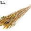 Zongebleekte Tarwe | Summer Mix | Kleur: Gemengde Kleuren | Triticum Droogbloemen | Lengte ± 60 centimeter | Gewicht 220 gram | Per bos