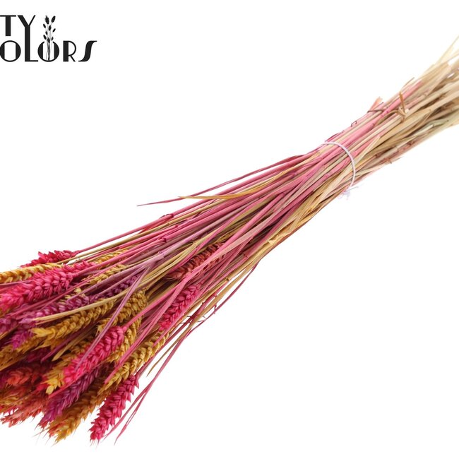 Sun-Bleached Wheat | Colourful 10 | Colour: Mixed Colours | Triticum Dried Flowers | Length ± 60 centimetres | Weight 220 grams | Per bunch