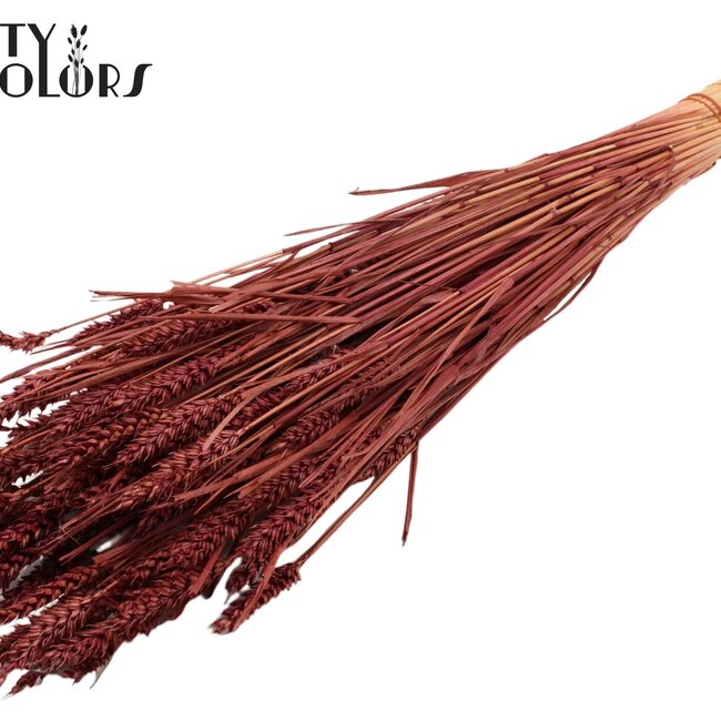 Sun-Bleached Wheat | Colour: Bordeaux Red | Triticum Dried Flowers | Length ± 60 centimetres | Weight 220 grams | Per bunch