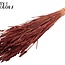 Sun-Bleached Wheat | Colour: Bordeaux Red | Triticum Dried Flowers | Length ± 60 centimetres | Weight 220 grams | Per bunch