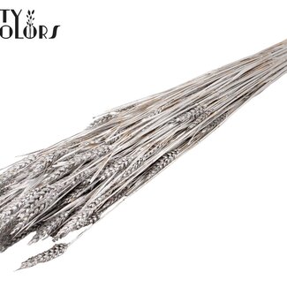 QC Sun-Bleached Wheat | Colour: Silver | Triticum Dried Flowers | Length ± 60 centimetres | Weight 220 grams | Per bunch