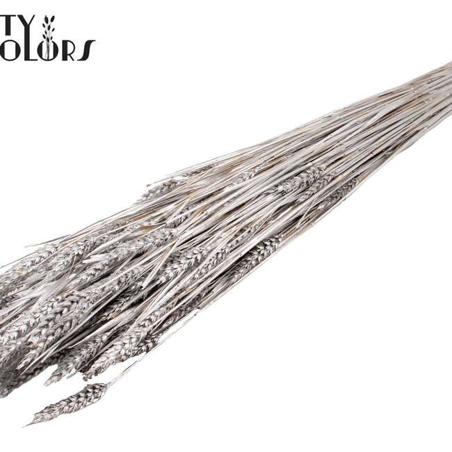Sun-Bleached Wheat | Colour: Silver | Triticum Dried Flowers | Length ± 60 centimetres | Weight 220 grams | Per bunch