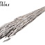 Sun-Bleached Wheat | Colour: Silver | Triticum Dried Flowers | Length ± 60 centimetres | Weight 220 grams | Per bunch