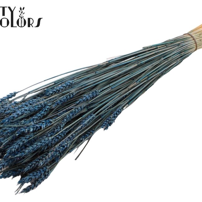 Sun-Bleached Wheat | Colour: Dark Blue | Triticum Dried Flowers | Length ± 60 centimetres | Weight 220 grams | Per bunch