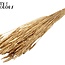 Sun-Bleached Wheat | Colour: Antique Gold | Triticum Dried Flowers | Length ± 60 centimetres | Weight 220 grams | Per bunch