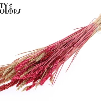QC Sun-Bleached Wheat | Lady Mix | Colour: Mixed Colours | Triticum Dried Flowers | Length ± 60 centimetres | Weight 220 grams | Per bunch