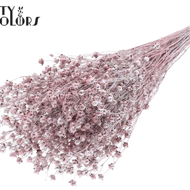 Gedroogd Vlas | Kleur: Champagnekleurig met Glitter | Linum Droogbloemen | Lengte ± 50 centimeter | Gewicht 150 gram | Per bos