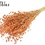 Dried Flax | Colour: Frosted Salmon | Linum Dried Flowers | Length ± 50 centimetres | Weight 150 grams | Per bunch