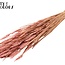 Sun-Bleached Wheat | Colour: Frosted Light Pink | Triticum Dried Flowers | Length ± 60 centimetres | Weight 220 grams | Per bunch
