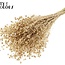 Dried Flax | Colour: Antique Gold | Linum Dried Flowers | Length ± 50 centimetres | Weight 150 grams | Per bunch