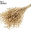 Dried Flax | Colour: Antique Gold | Linum Dried Flowers | Length ± 50 centimetres | Weight 150 grams | Per bunch