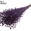 Gedroogd Vlas | Kleur: Paars | Linum Droogbloemen | Lengte ± 50 centimeter | Gewicht 150 gram | Per bos