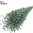 Getrockneter Flachs | Farbe: Perlen-Türkis | Linum Trockenblumen | Länge ± 50 Zentimeter | Gewicht 150 Gramm | Pro Bund