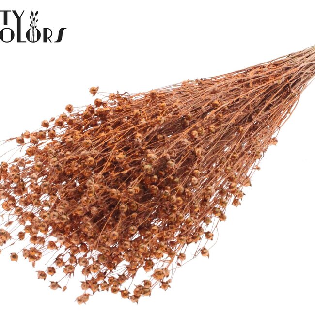Gedroogd Vlas | Kleur: Koperkleurig met Glitter | Linum Droogbloemen | Lengte ± 50 centimeter | Gewicht 150 gram | Per bos