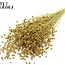 Getrockneter Flachs | Farbe: Gelb | Linum Trockenblumen | Länge ± 50 Zentimeter | Gewicht 150 Gramm | Pro Bund