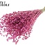 Gedroogd Vlas | Kleur: Frosted Kerskleurig | Linum Droogbloemen | Lengte ± 50 centimeter | Gewicht 150 gram | Per bos