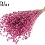 Gedroogd Vlas | Kleur: Frosted Kerskleurig | Linum Droogbloemen | Lengte ± 50 centimeter | Gewicht 150 gram | Per bos