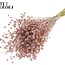 Getrockneter Flachs | Farbe: Frosted Rosa | Linum Trockenblumen | Länge ± 50 Zentimeter | Gewicht 150 Gramm | Pro Bund