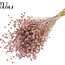 Gedroogd Vlas | Kleur: Frosted Roze | Linum Droogbloemen | Lengte ± 50 centimeter | Gewicht 150 gram | Per bos