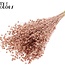 Getrockneter Flachs | Farbe: Kupferfarben | Linum Trockenblumen | Länge ± 50 Zentimeter | Gewicht 150 Gramm | Pro Bund