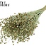 Gedroogd Vlas | Kleur: Pearl Mintgroen | Linum Droogbloemen | Lengte ± 50 centimeter | Gewicht 150 gram | Per bos
