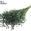 Lin séché | Couleur : Vert clair | Linum fleurs séchées | Longueur ± 50 centimètres | Poids 150 grammes | Par bouquet
