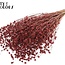 Dried Flax | Colour: Terracotta | Linum Dried Flowers | Length ± 50 centimetres | Weight 150 grams | Per bunch