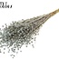 Dried Flax | Colour: Frosted Light Blue | Linum Dried Flowers | Length ± 50 centimetres | Weight 150 grams | Per bunch