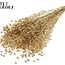 Dried Flax | Colour: Antique Gold with Glitter | Linum Dried Flowers | Length ± 50 centimetres | Weight 150 grams | Per bunch