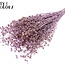 Gedroogd Vlas | Kleur: Metallic Roze | Linum Droogbloemen | Lengte ± 50 centimeter | Gewicht 150 gram | Per bos