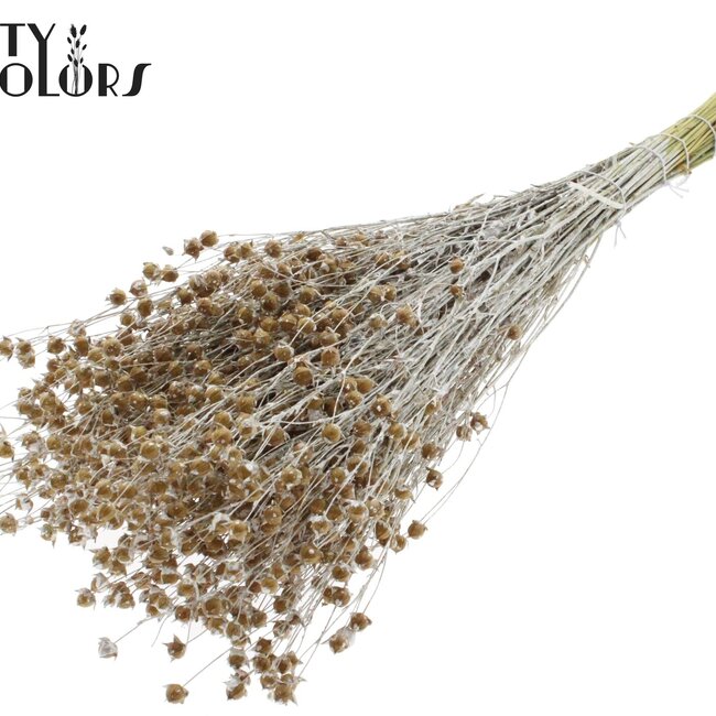 Gedroogd Vlas | Kleur: Pearl Wit | Linum Droogbloemen | Lengte ± 50 centimeter | Gewicht 150 gram | Per bos