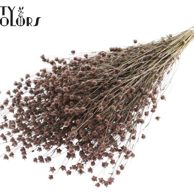 Gedroogd Vlas | Kleur: Bruin | Linum Droogbloemen | Lengte ± 50 centimeter | Gewicht 150 gram | Per bos