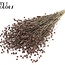 Lin séché | Couleur : Marron | Linum Fleurs séchées | Longueur ± 50 centimètres | Poids 150 grammes | Par bouquet