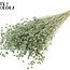 Gedroogd Vlas | Kleur: Frosted Mintgroen | Linum Droogbloemen | Lengte ± 50 centimeter | Gewicht 150 gram | Per bos