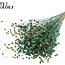 Dried Flax | Colour: Multicoloured Green | Linum Dried Flowers | Length ± 50 centimetres | Weight 150 grams | Per bunch
