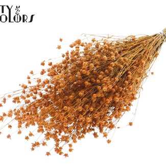 QC Gedroogd Vlas | Kleur: Abrikooskleurig | Linum Droogbloemen | Lengte ± 50 centimeter | Gewicht 150 gram | Per bos