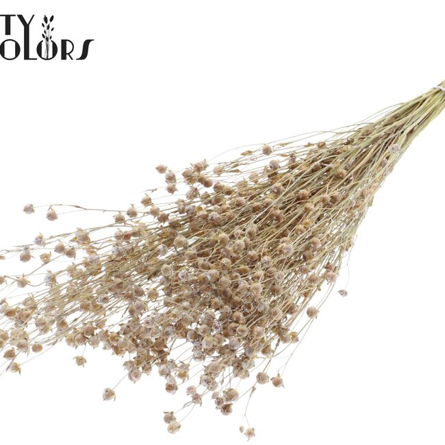 Dried Flax | Colour: Frosted White | Linum Dried Flowers | Length ± 50 centimetres | Weight 150 grams | Per bunch