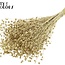 Gedroogd Vlas | Kleur: Goudkleurig | Linum Droogbloemen | Lengte ± 50 centimeter | Gewicht 150 gram | Per bos