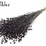 Gedroogd Vlas | Kleur: Zwart | Linum Droogbloemen | Lengte ± 50 centimeter | Gewicht 150 gram | Per bos
