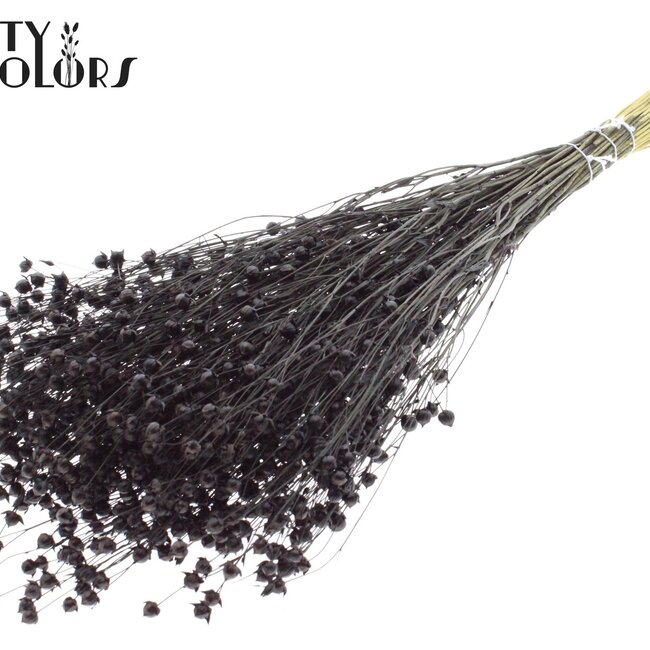 Gedroogd Vlas | Kleur: Zwart | Linum Droogbloemen | Lengte ± 50 centimeter | Gewicht 150 gram | Per bos