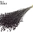Getrockneter Flachs | Farbe: Schwarz | Linum Trockenblumen | Länge ± 50 Zentimeter | Gewicht 150 Gramm | Pro Bund