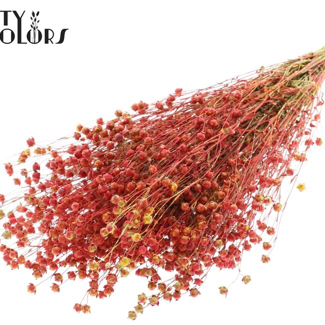 Getrockneter Flachs | Farbe: Mehrfarbig Rot | Linum Trockenblumen | Länge ± 50 Zentimeter | Gewicht 150 Gramm | Pro Bund