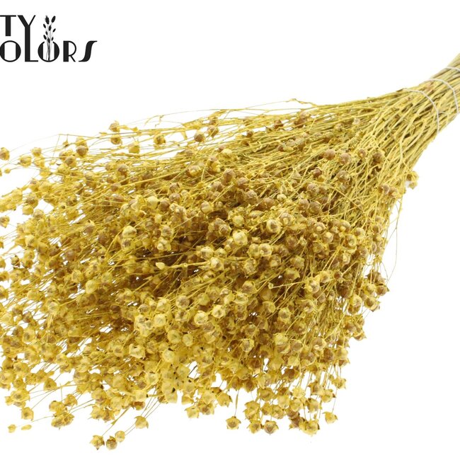 Dried Flax | Colour: Metallic Yellow | Linum Dried Flowers | Length ± 50 centimetres | Weight 150 grams | Per bunch
